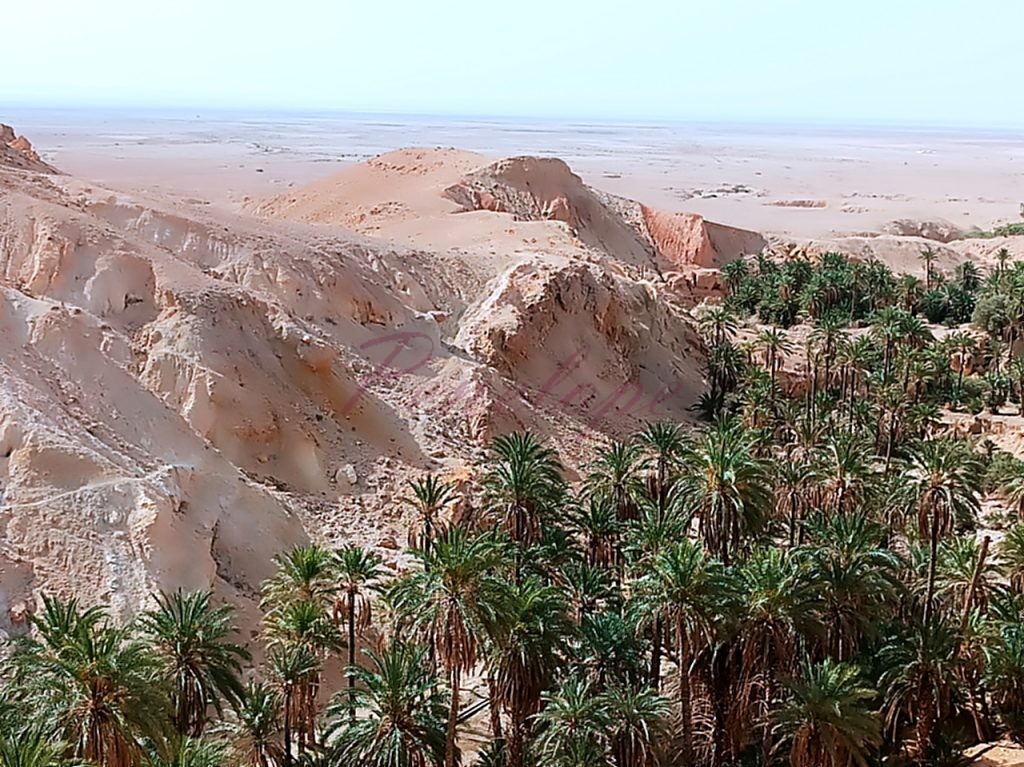 φοίνικές όαση