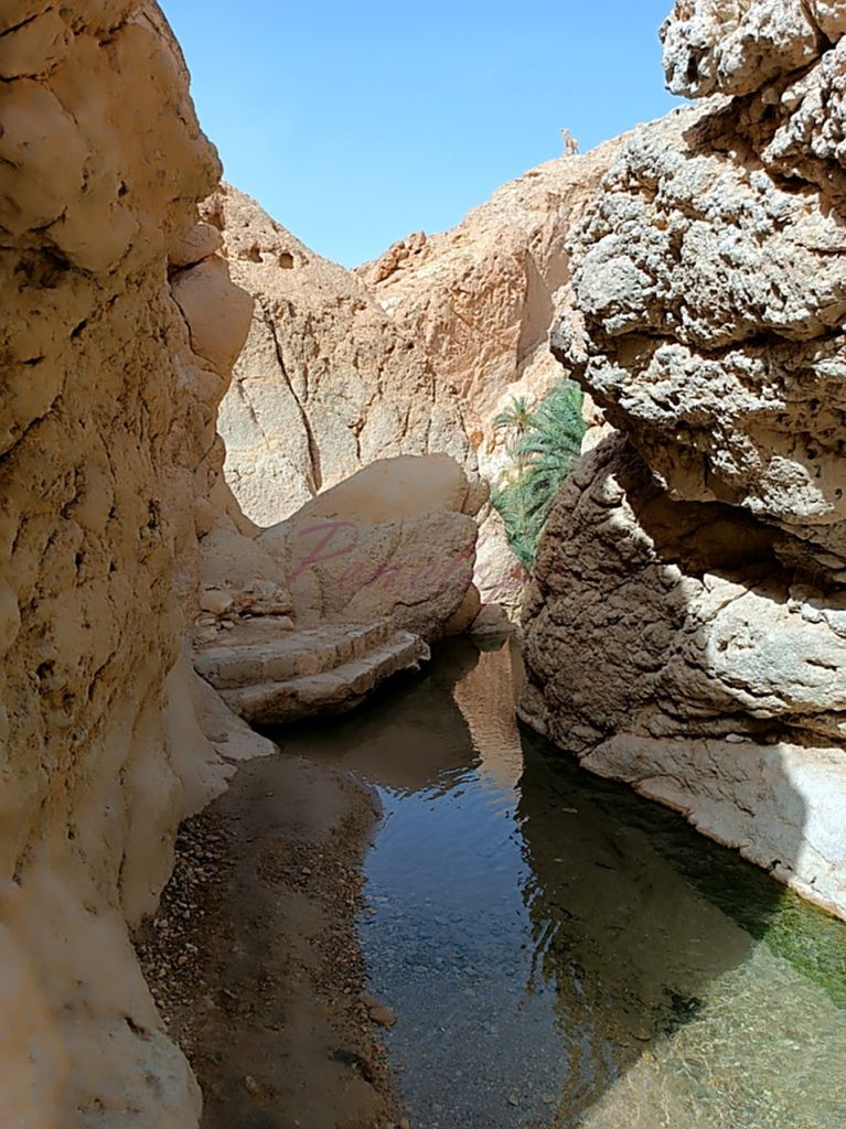 ποταμακι όασης