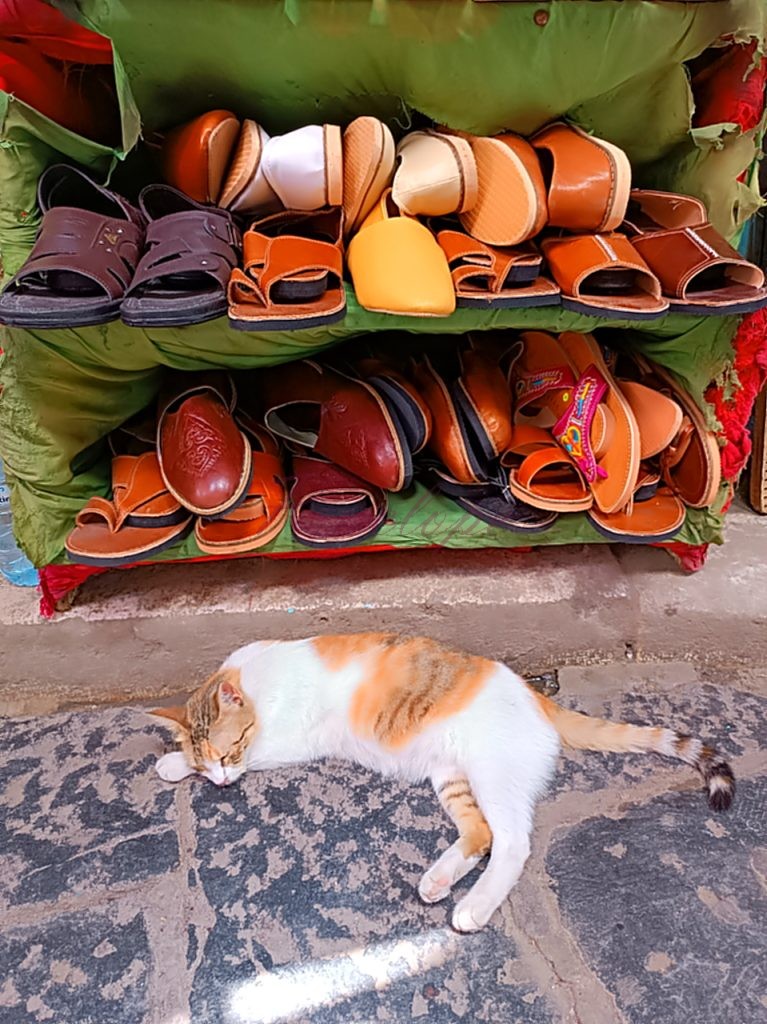 γάτα μεντινα