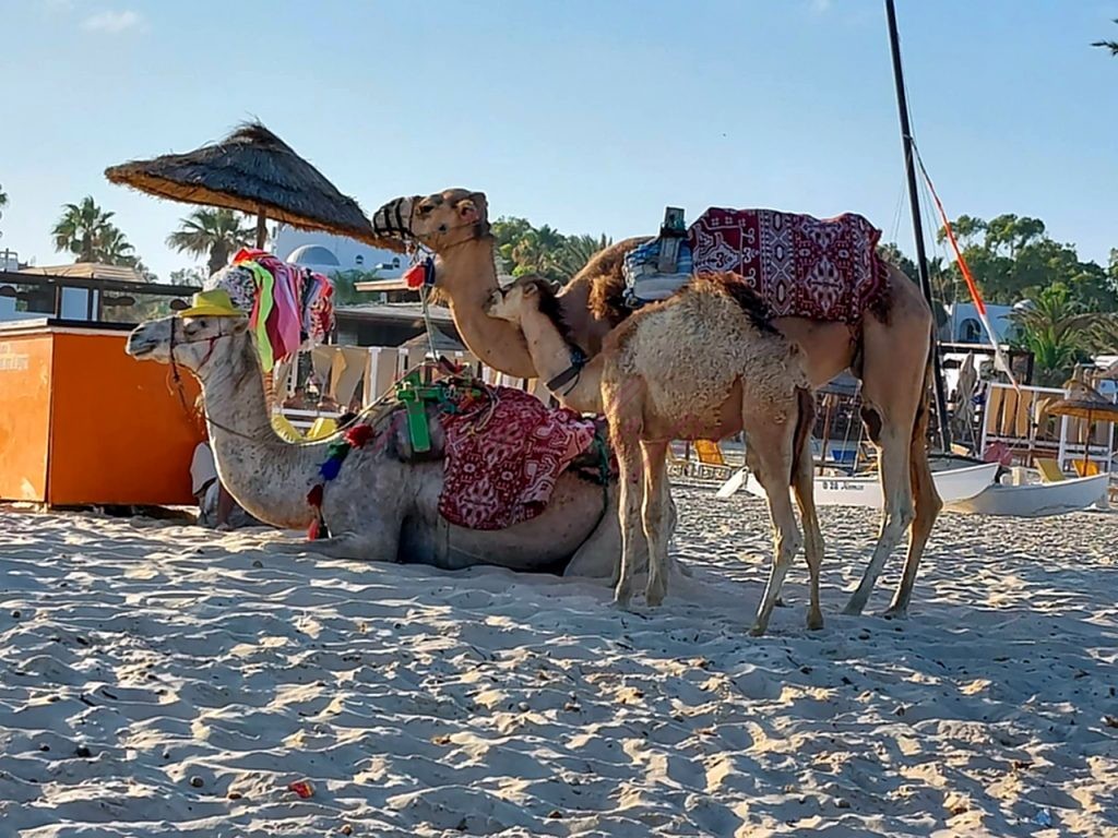 καμήλες