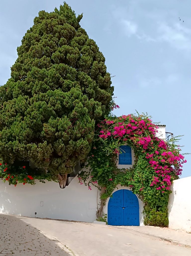 βουκαμβίλια